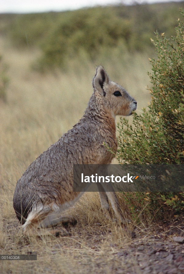 Mara patagónica (Dolichotis patagonum) alimentándose de vegetación desértica, Camarones, Patagonia, 