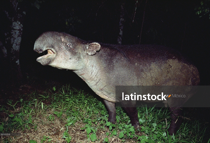 Tapir de Baird (Tapirus bairdii) nocturna de alimentación a lo largo de la margen de la selva tropic