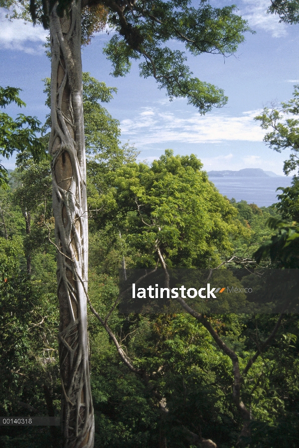 Weeping Fig (Ficus benjamina) con cavidad de nido Tarictic Hornbill (Penelopides panini) en host Nat