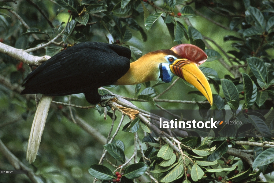 Cálao moruna de Sulawesi (Aceros cassidix) cría macho de una fructificación higuera (Ficus forsteni)