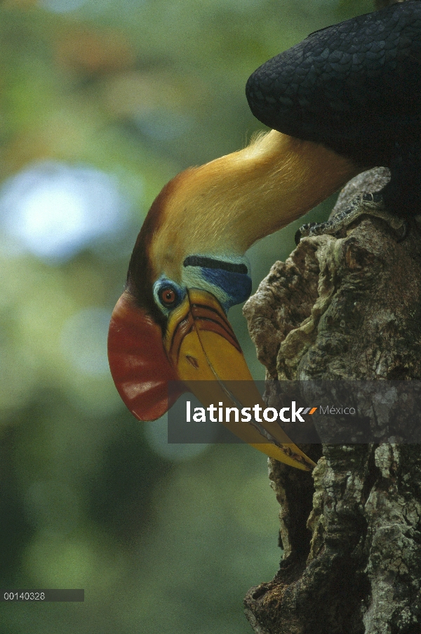 Hombre de (Aceros cassidix) Sulawesi Cálao moruna ofreciendo higos a mujer en huecos del árbol, Dua 