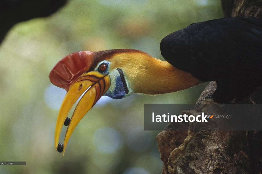 Hombre de Cálao moruna (Aceros cassidix) Sulawesi ofreciendo higos a mujer en huecos del árbol, Dua 