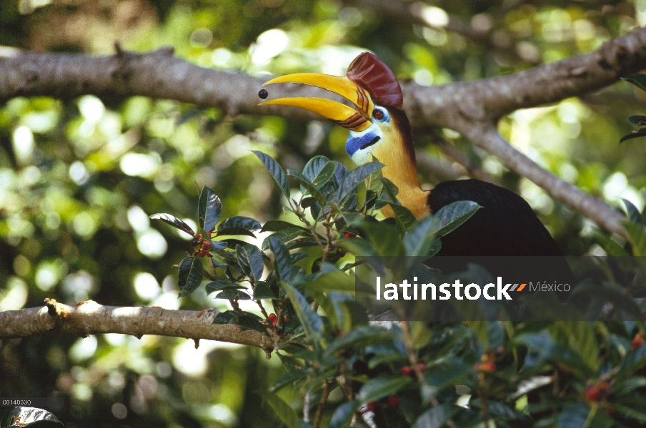 Macho de cría Sulawesi Cálao moruna (Aceros cassidix) en un árbol de higo (Ficus forsteni) fructific