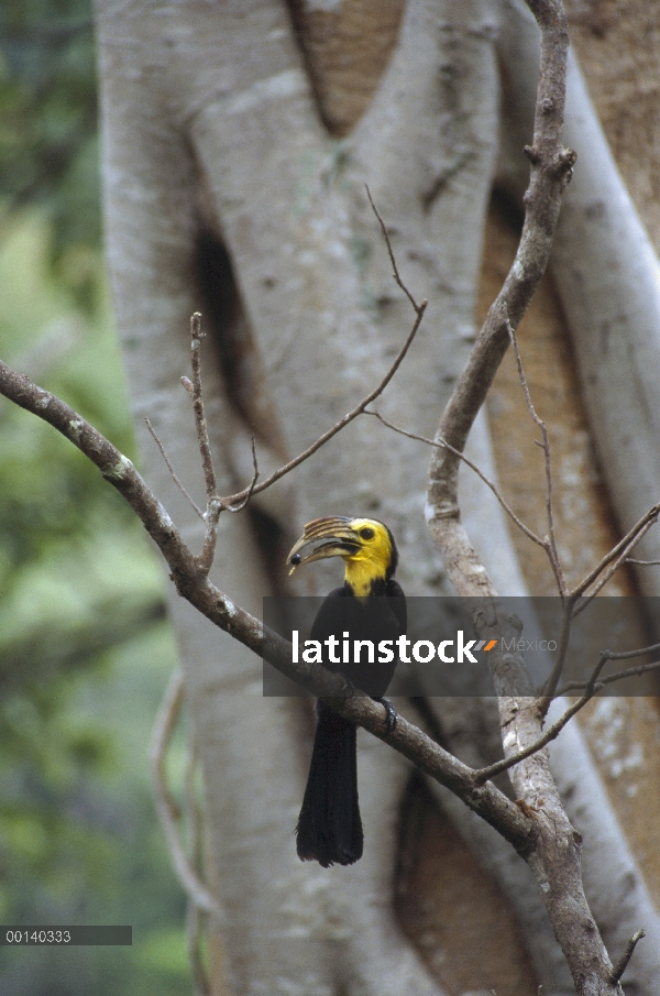 Hombre Tarictic Hornbill (Penelopides panini) entrega de higos (Ficus forstini) a la hembra en el ár