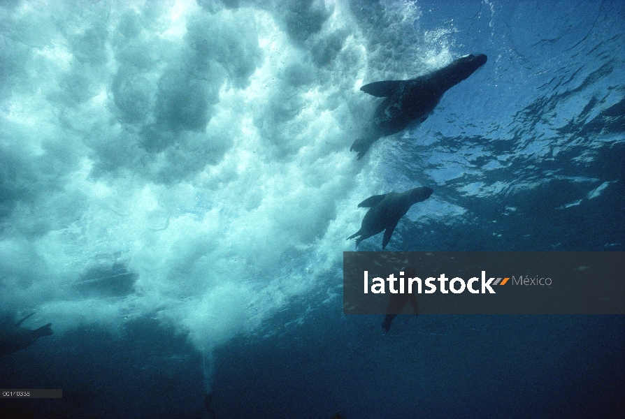 Cachorros de lobo marino de Galápagos (Zalophus wollebaeki) surf cuerpo debajo rompe ola, campana is