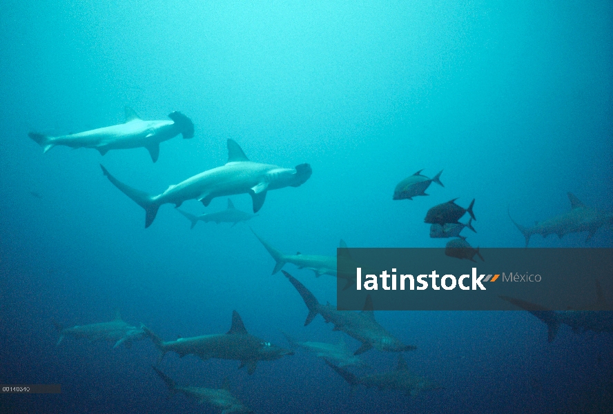 Festoneado escuela de tiburón martillo (Sphyrna lewini) crucero por el mar profundo de entrega con B