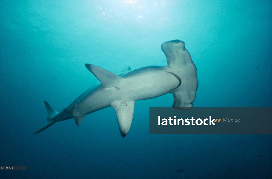 Festoneado tiburón martillo (Sphyrna lewini) a lo largo de la pared profunda, Isla Wenman, Islas Gal