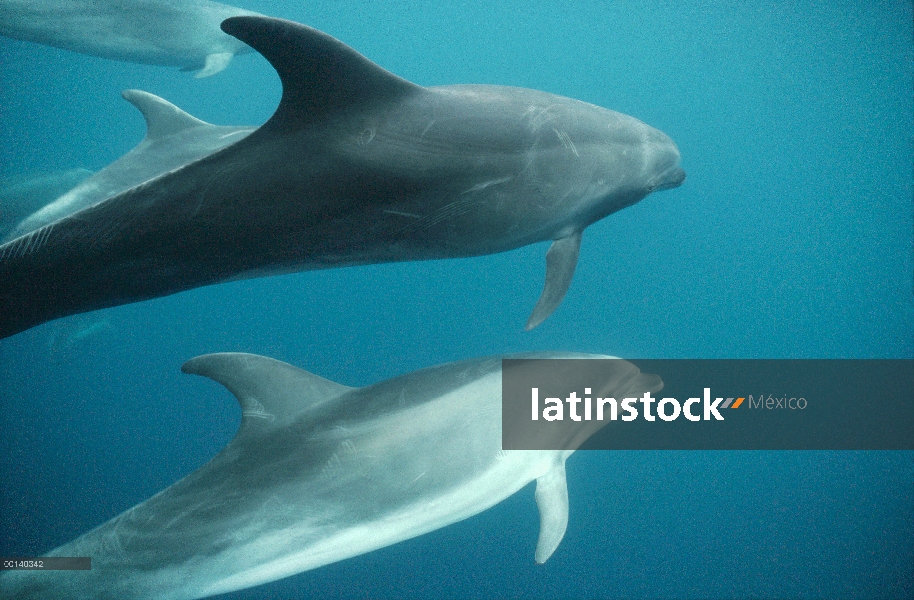 Tonina Delfín (Tursiops truncatus) residente pod bajo el agua, Roca Redonda, Islas Galápagos, Ecuado