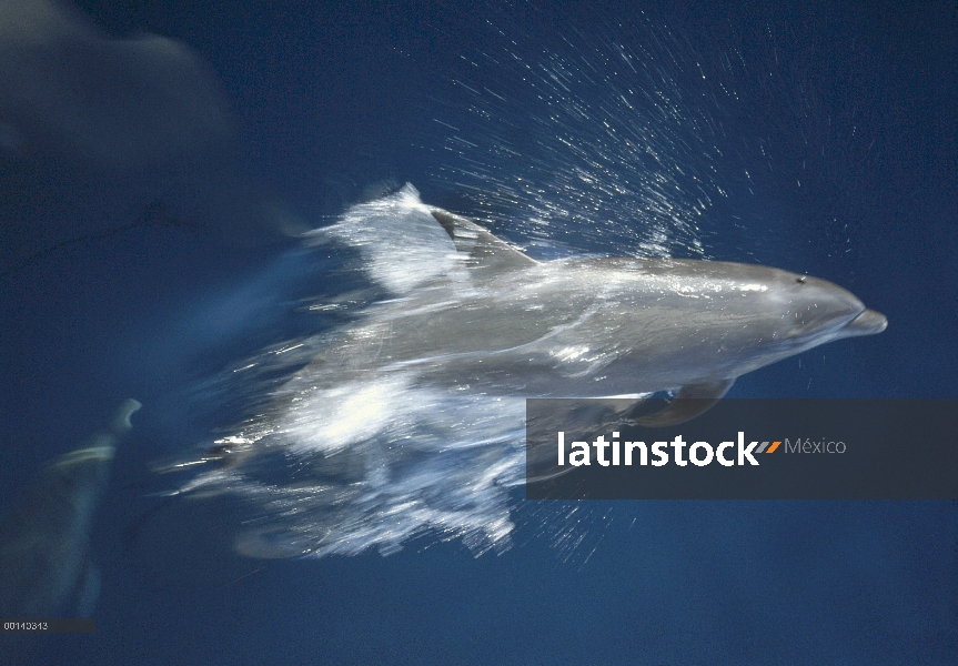 Delfín mular (Tursiops truncatus) saltando alegremente a través del mar en calma entre las islas, ca