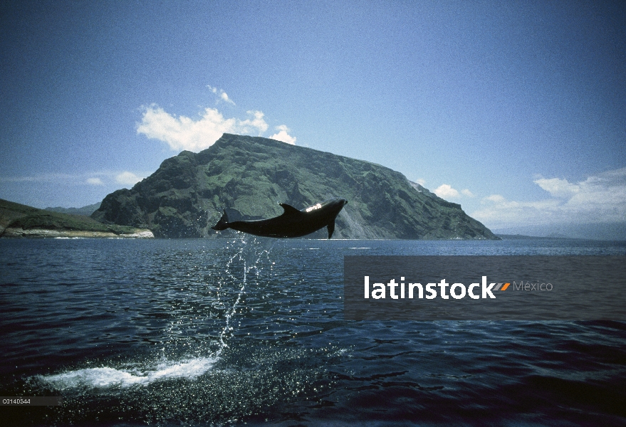 Adulto de delfines (Tursiops truncatus) de mulares saltando, volcán Ecuador, Isla Isabel, Islas Galá