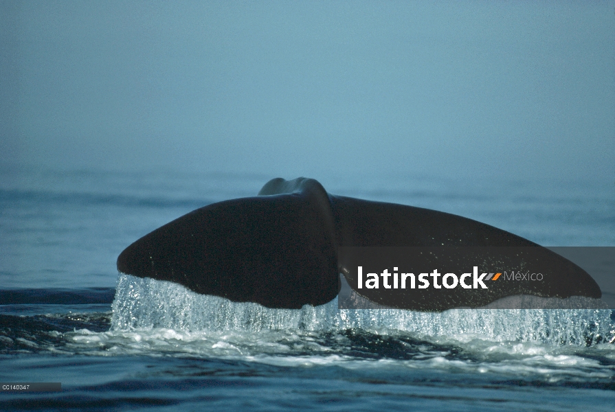 Hembra adulta de ballena de esperma (Physeter macrocephalus) en criaderos, Islas Galápagos, Ecuador