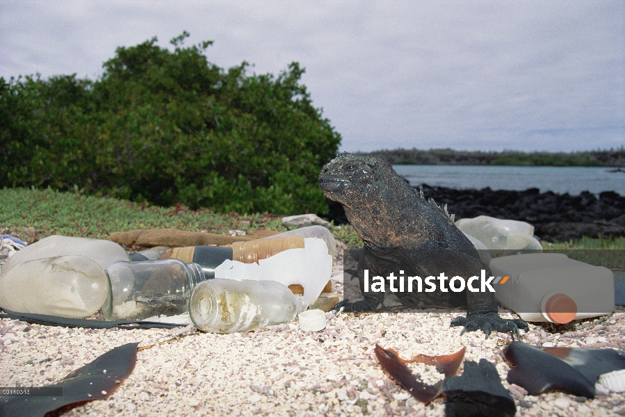 Iguana marina (Amblyrhynchus cristatus) comparte hábitat con basura marítima del comercio del envío,