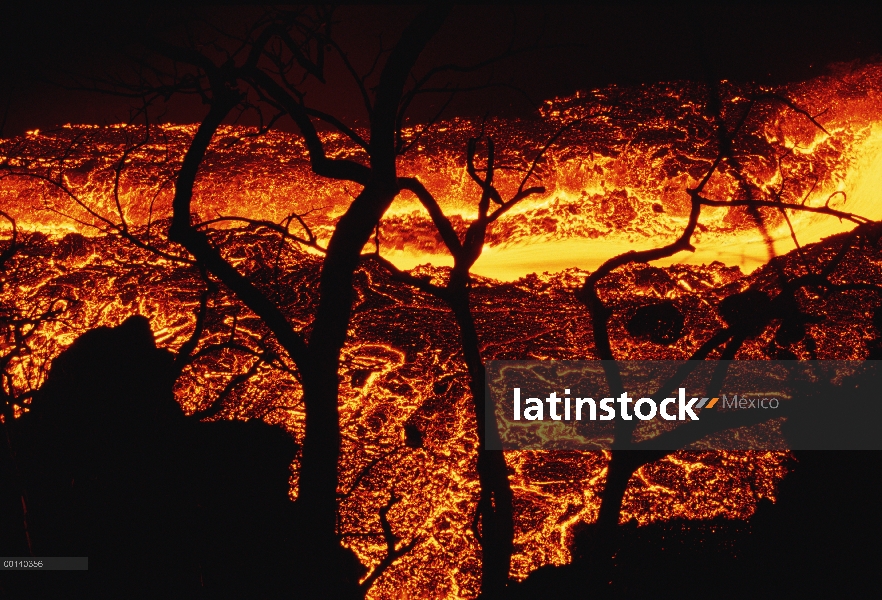 Rápidos río de lava fluye más allá de viejo soporte de árboles en cono previamente con vegetación, I