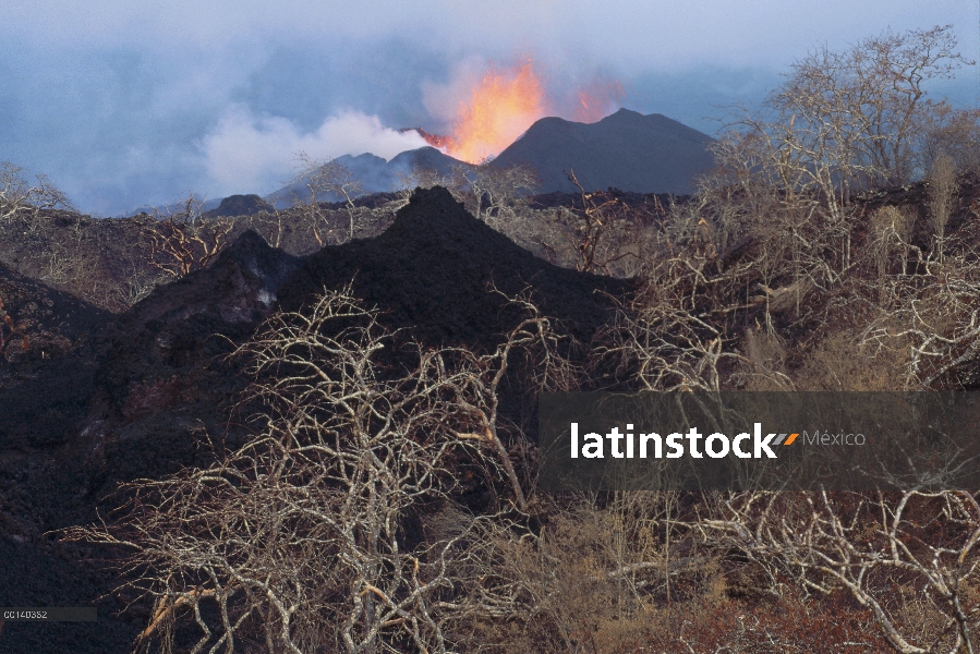 Nuevos conos de salpicaduras en el antiguo cráter con vegetación con fuente de lava de orificio de v