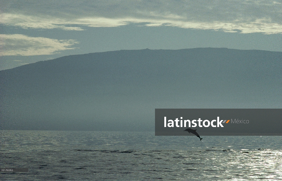 Porpoising común de delfín (Delphinus delphis) fuera del agua, isla de Fernandina, Islas Galápagos, 