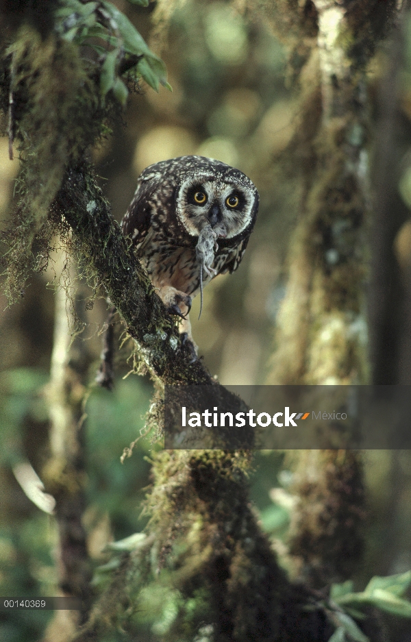 Buho Short-eared (flammeus de Asio) con recién capturado el ratón en tierras altas de bosque de scal