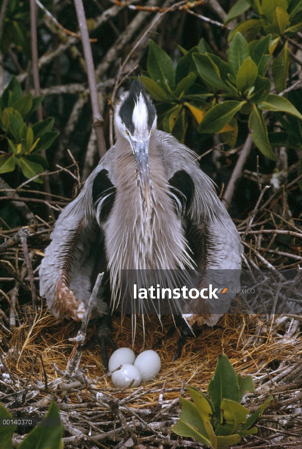 Garza de gran azul (Ardea herodias) en mangle (Avicennia sp), Bahía de la tortuga, isla de Santa Cru