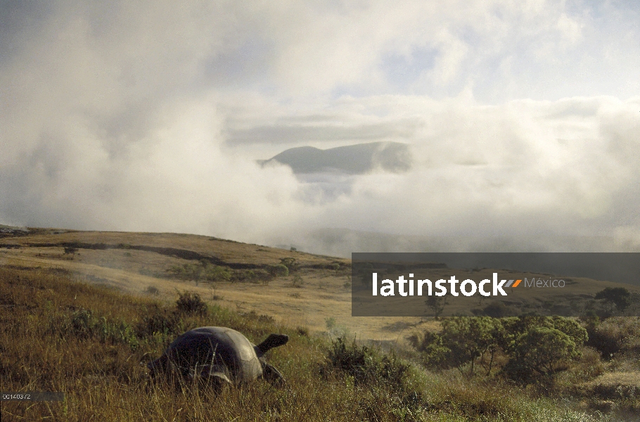 Tortuga gigante de Galápagos (Chelonoidis nigra) en la caldera con vistas al amanecer con vapor fuma