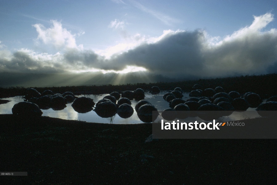 Grupo de la tortuga gigante de Galápagos (Chelonoidis nigra) congrega en la piscina de la temporada 