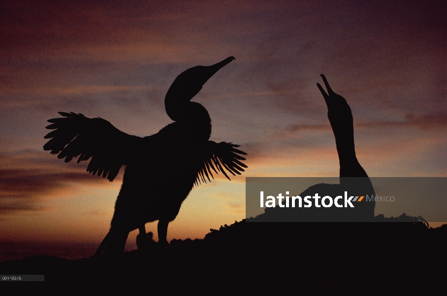 Flightless Cormorant (Phalacrocorax harrisi) secado atrofiado las alas al atardecer, Punta Espinosa,