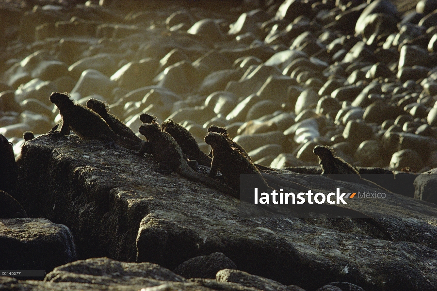 Grupo Marina de la Iguana (Amblyrhynchus cristatus) tomando sol de mañana, cabo Douglas, isla de Fer