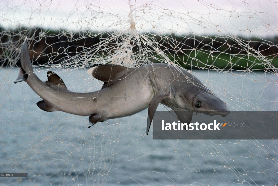 Ilegal con redes de enmalle pesca prohibida oficialmente desde nidos de gill ilícito 1989 encadenar 