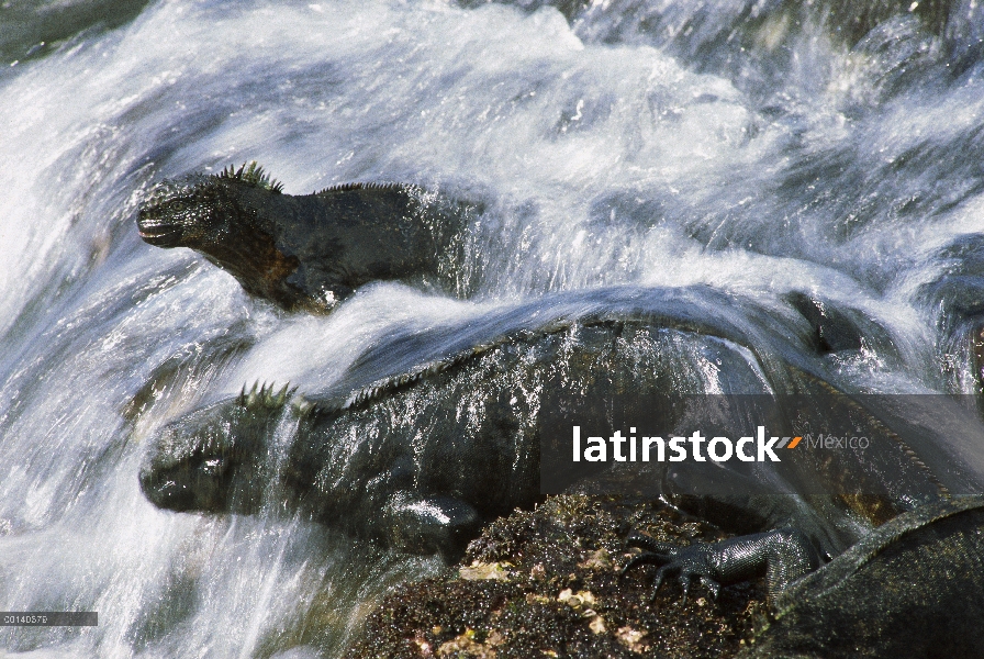 Marina par de Iguana (Amblyrhynchus cristatus) en surf descansando sobre las rocas, la isla de Santa