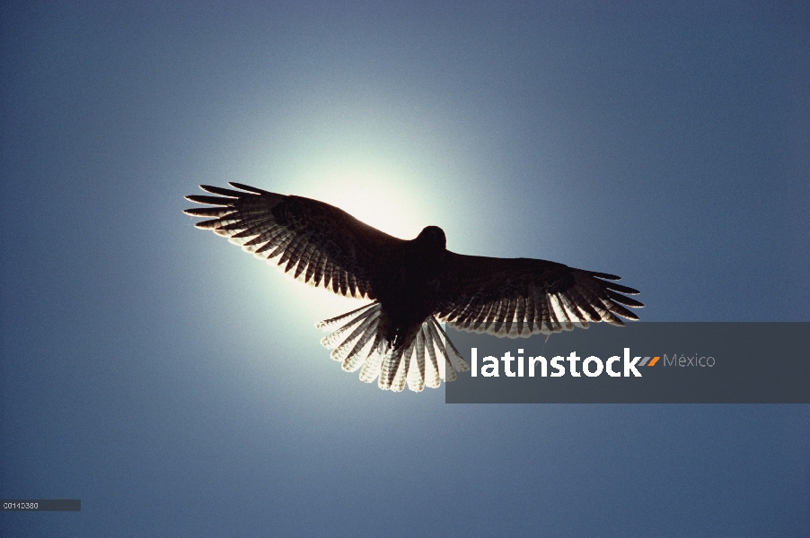 Halcón de Galápagos (Buteo galapagoensis) sobrevolando la caldera, volcán Alcedo, Isla Isabel, Islas