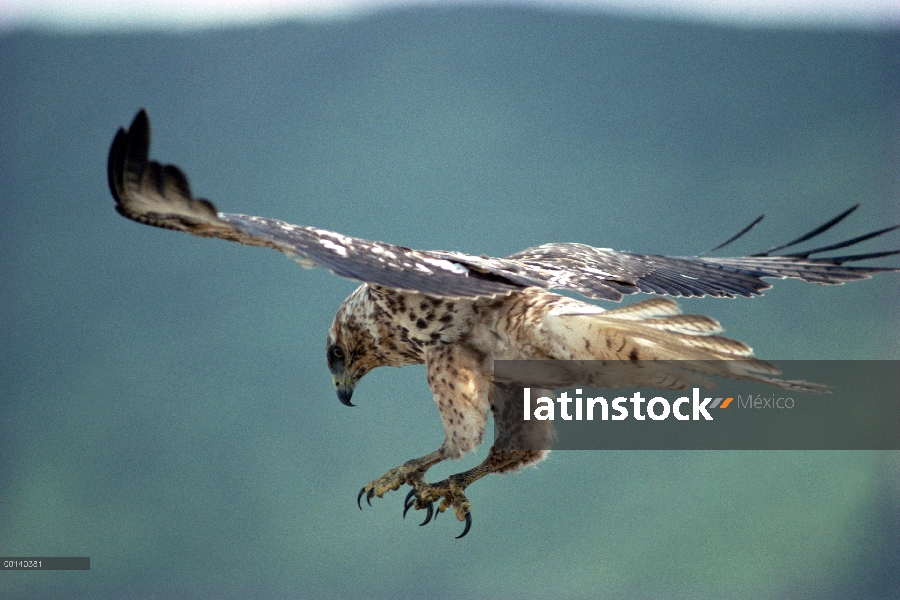 Halcón de Galápagos (Buteo galapagoensis) volando, Isla Isabel, Islas Galápagos, Ecuador