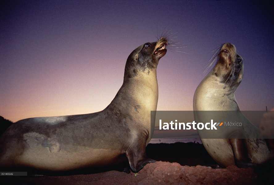 León marino de Galápagos (Zalophus wollebaeki) dos jóvenes toros combate al atardecer, Isla Rábida, 