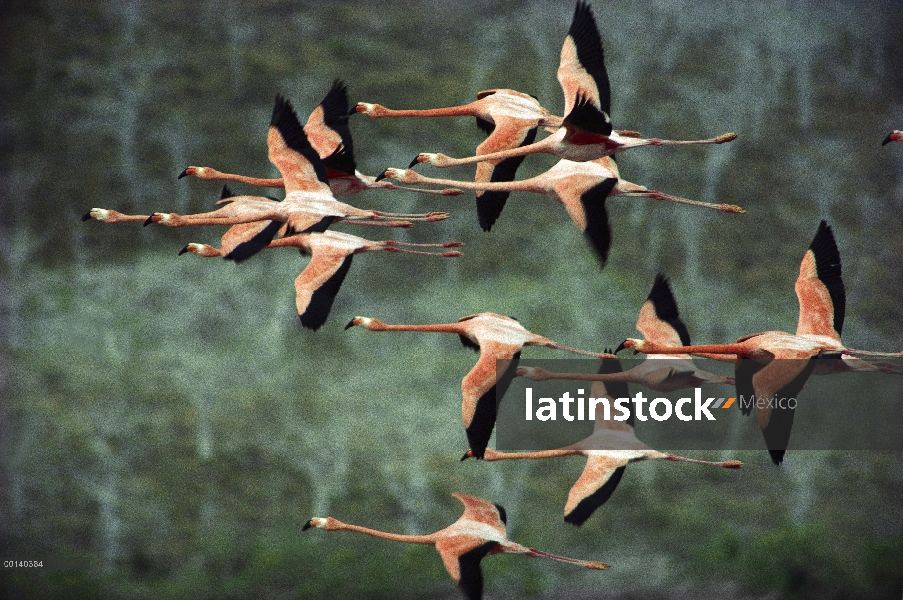 Mayor vuelo de cortejo grupo de flamenco (Phoenicopterus ruber) en Laguna salada, Punta Cormorant, I