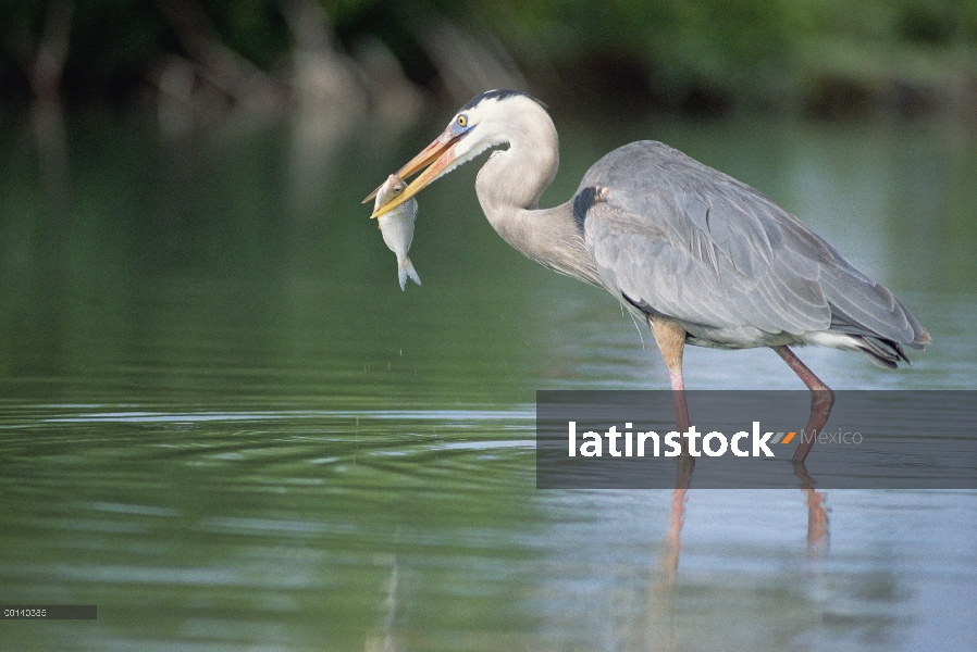 Gran garza azul (Ardea herodias) pesca de mangle (Avicennia sp) Laguna, Academia Bay, isla de Santa 