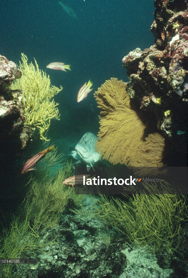 Vida marina bentónica como gorgonias y peces de arrecife, Bainbridge, Islas Galápagos, Ecuador