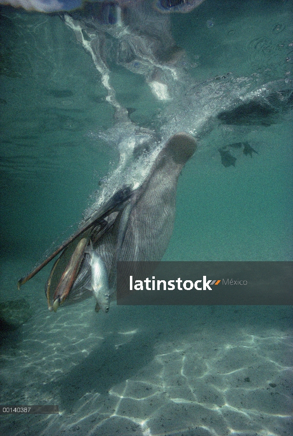 Marrón de pelícano (Pelecanus occidentalis) captura de Lisa bajo el agua, Tortuga Bay, isla de Santa