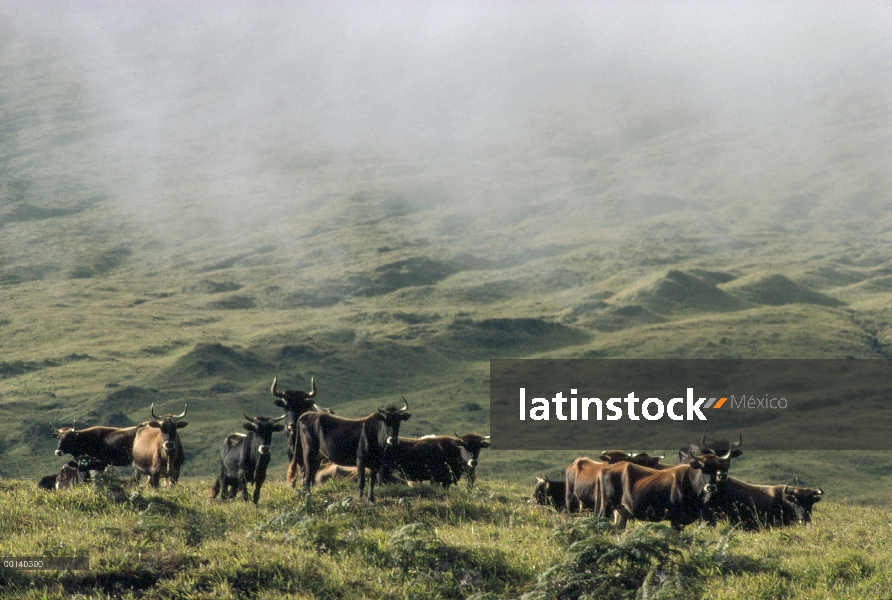 Manada de ganado salvaje (Bos taurus) roaming cuesta herbosa despojado de vegetación autóctona, Cerr