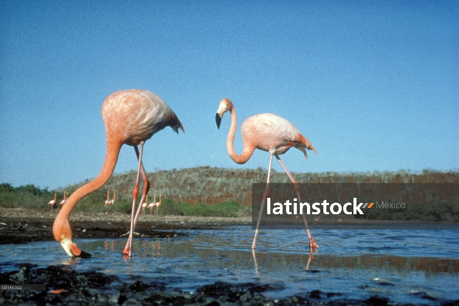 Mayor filtro de par de flamenco (Phoenicopterus ruber) alimentación en la laguna de sal, Isla Rábida