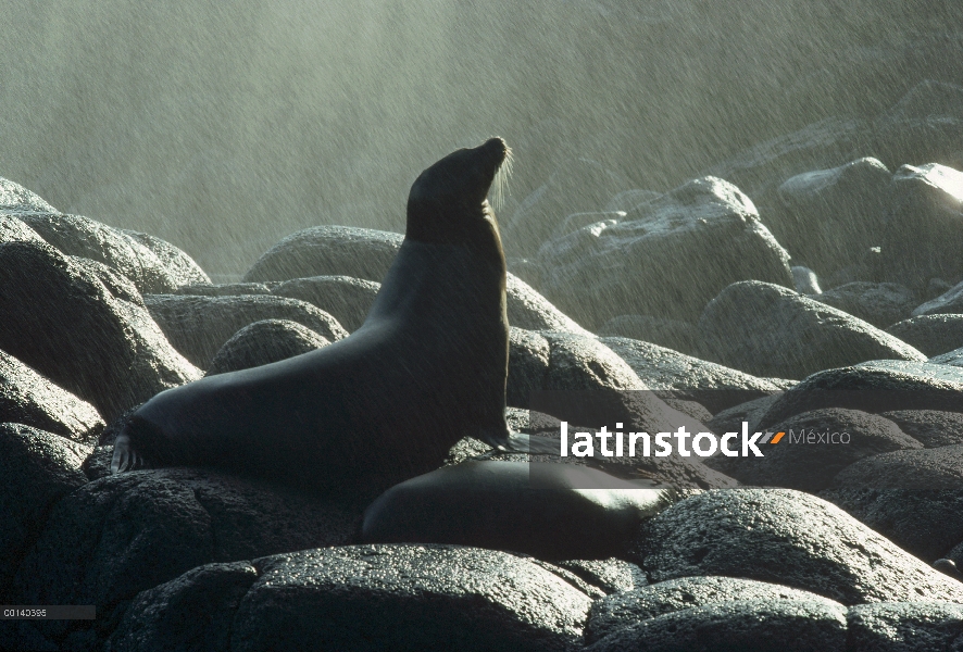León marino de Galápagos (Zalophus wollebaeki) vaca refrescarse en spray de agujero de golpe, Punta 