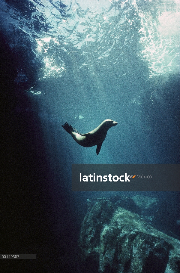 Cachorro de León marino de Galápagos (Zalophus wollebaeki) cavorting en cueva submarina, Isla Seymou
