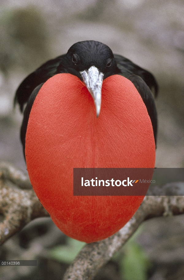 Gran Frigatebird (Fregata minor) hombre con bolsa gular inflado en cortejo pantalla, isla de la torr