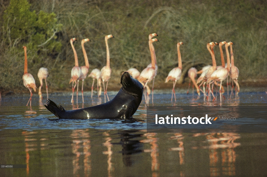 Mayor grupo de flamenco (Phoenicopterus ruber) y lobo marino de Galápagos (Zalophus wollebaeki) comp