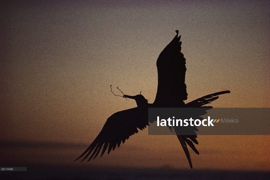 Frigatebird magnífico (Fregata magnificens) venir a la tierra con el material de nidificación, Seymo