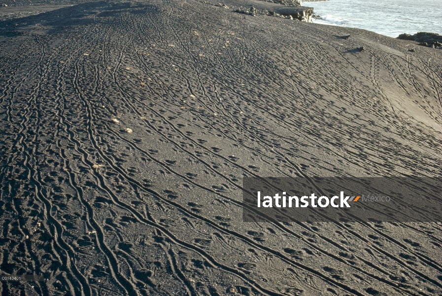 Iguana marina (Amblyrhynchus cristatus) las pistas en la playa de lava negra después el grupo regres