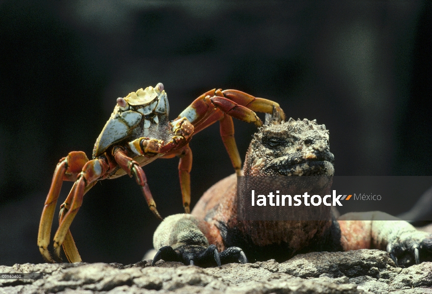 Iguana marina (Amblyrhynchus cristatus) cría macho disfrutando con cangrejo (Grapsus grapsus) barrid