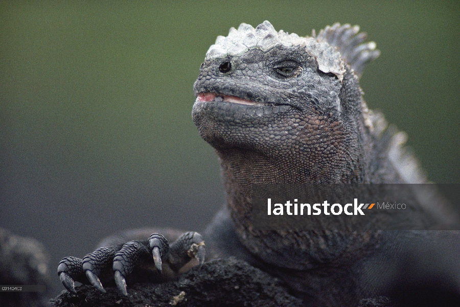 Las escalas de Marine Iguana (Amblyrhynchus cristatus) gran macho con la cabeza muda, Bahía Urvina, 