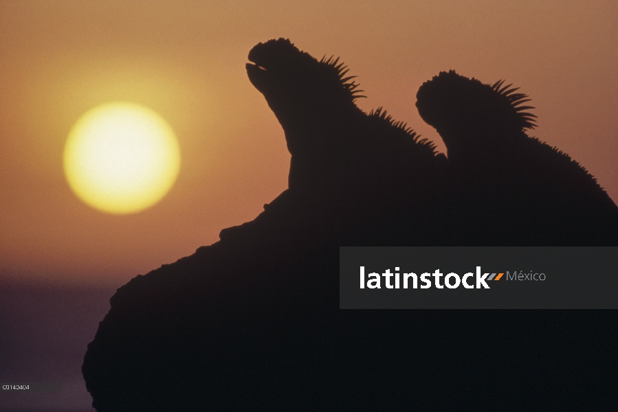 Marina par de Iguana (Amblyrhynchus cristatus) recorta en la costa de lava al atardecer, cabo Dougla