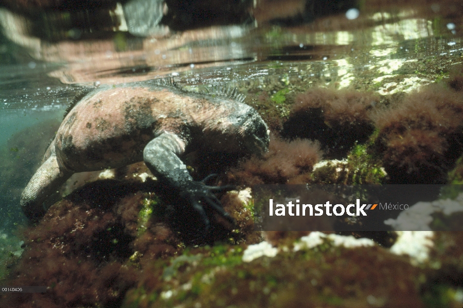 Marina hombre colorido cría de Iguana (Amblyrhynchus cristatus) pastar en las algas en la piscina de