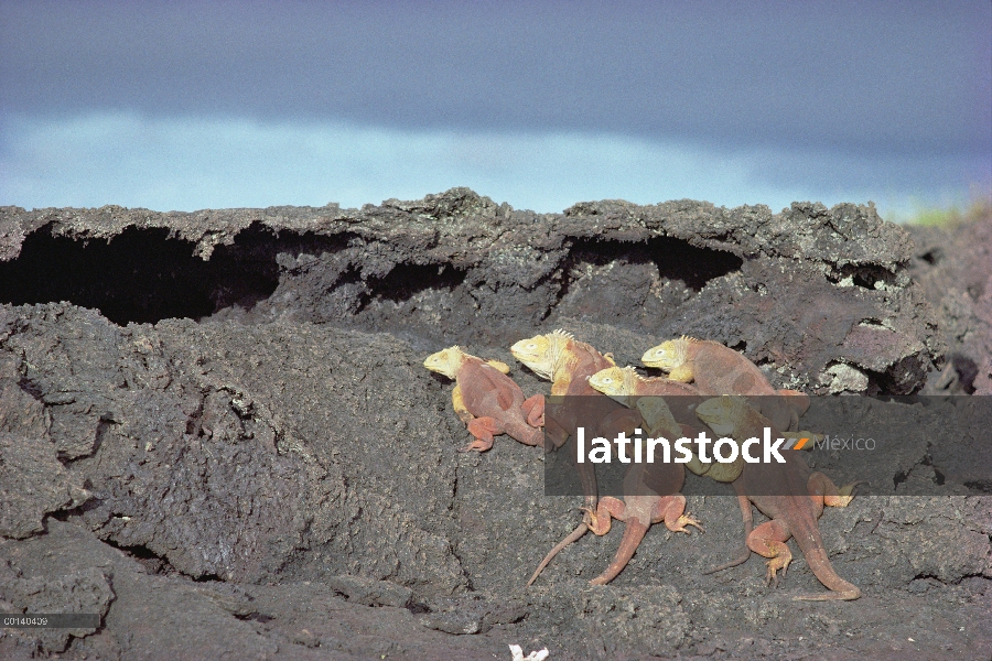 Grupo social rara Iguana terrestre de Galápagos (Conolophus subcristatus), tomando la Isla Fernandin