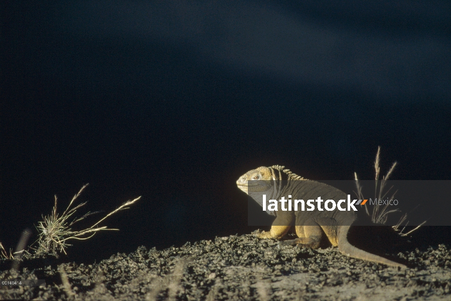 Hembra de Iguana terrestre de Galápagos (Conolophus subcristatus) en caldera borde, Isla Fernandina,