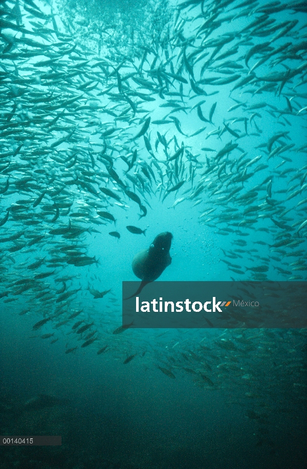 Cachorro de León marino de Galápagos (Zalophus wollebaeki) entre escuela de pargos (Lutjanus sp), Is