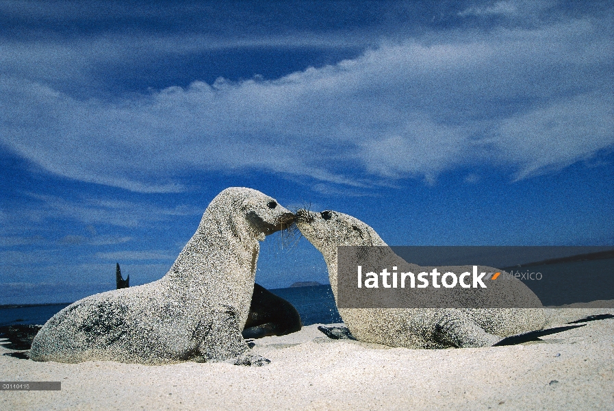 Dos cachorros juguetones lobos marinos de Galápagos (Zalophus wollebaeki) cubren de arena, la isla M